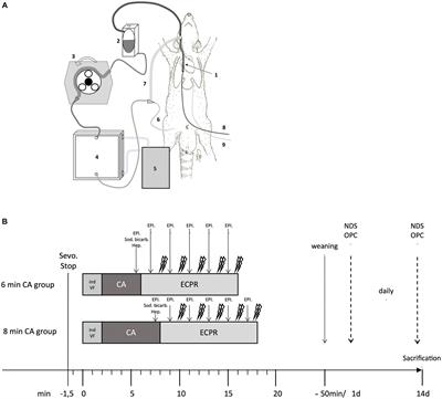 A ventricular fibrillation cardiac arrest model with extracorporeal cardiopulmonary resuscitation in rats: 8 minutes arrest time leads to increased myocardial damage but does not increase neuronal damage compared to 6 minutes